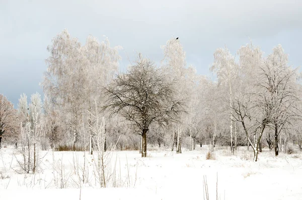 Зимовий Пейзаж Дерев Снігом — стокове фото