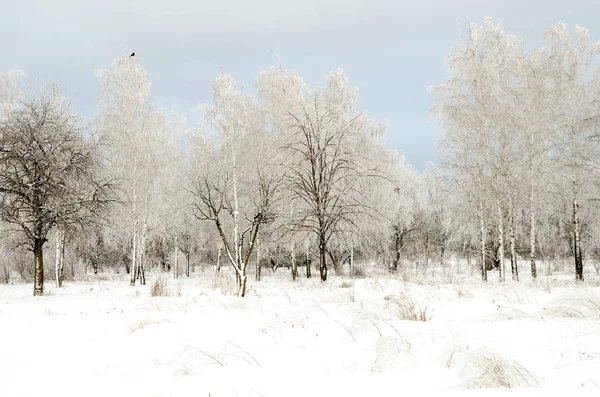 Paisagem Inverno Árvores Com Neve — Fotografia de Stock