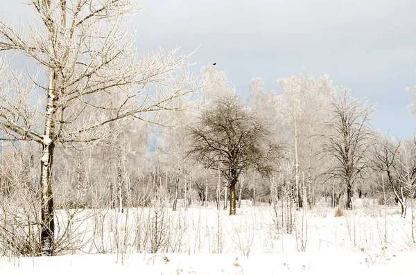 Paisagem Inverno Árvores Com Neve — Fotografia de Stock