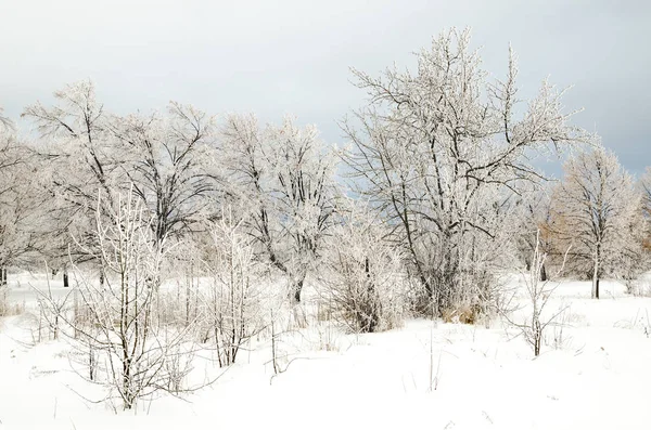 Paisagem Inverno Árvores Com Neve — Fotografia de Stock