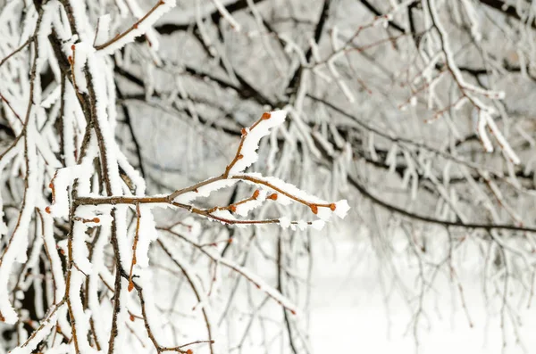 Winter Achtergrond Van Twijgen Met Sneeuw — Stockfoto