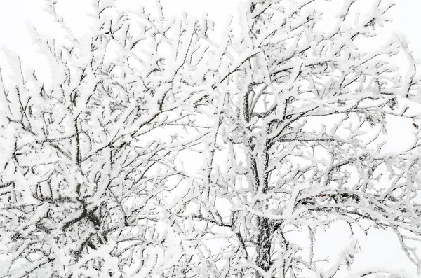 Fundo Inverno Galhos Com Neve — Fotografia de Stock