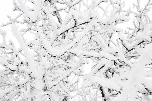 Fundo Inverno Galhos Com Neve — Fotografia de Stock