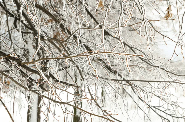 Winter Achtergrond Van Twijgen Met Sneeuw — Stockfoto