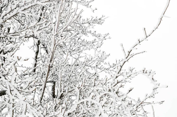 Winter Hintergrund Von Zweigen Mit Schnee — Stockfoto