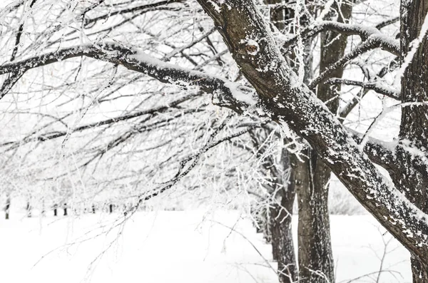 Winterlandschap Van Bomen Met Sneeuw — Stockfoto