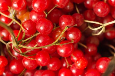 arka plan olarak kırmızı kartopu