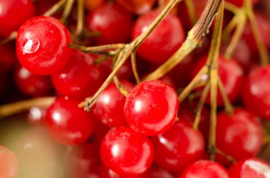 arka plan olarak kırmızı kartopu