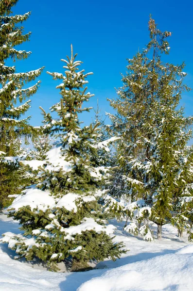 Pine Met Sneeuw Tegen Blauwe Hemel — Stockfoto