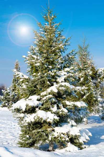 kar mavi gökyüzü ile çam