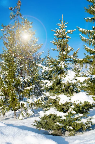 Pine Met Sneeuw Tegen Blauwe Hemel — Stockfoto