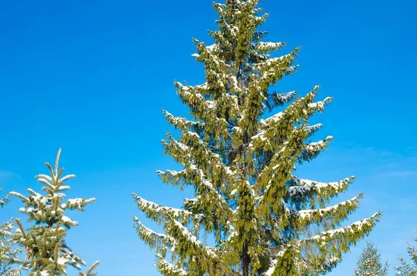 Pine Met Sneeuw Tegen Blauwe Hemel — Stockfoto