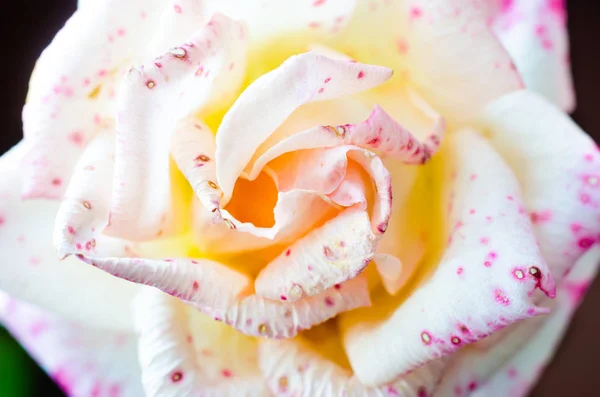 Une macro rose — Photo