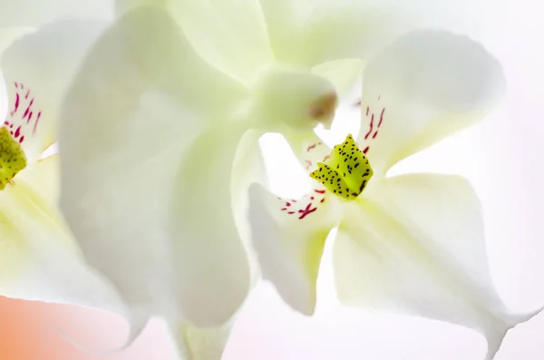 Uma flor de orquídea — Fotografia de Stock