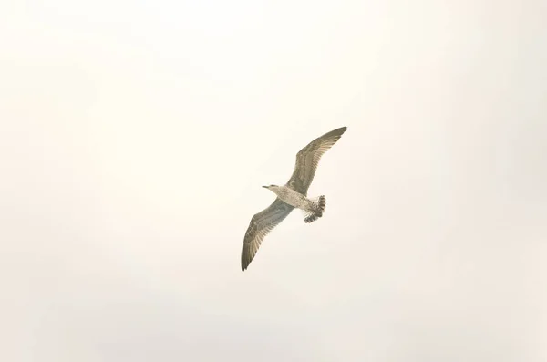 Eine fliegende Möwe — Stockfoto