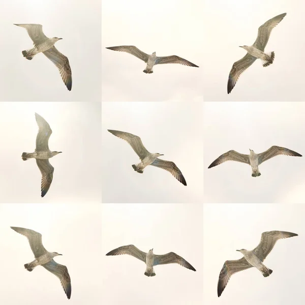Een vliegende meeuwen — Stockfoto