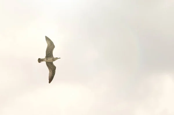 Eine fliegende Möwe — Stockfoto