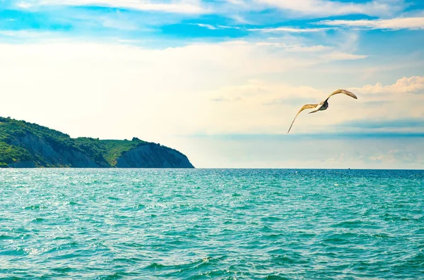 Gaviota en el cielo — Foto de Stock