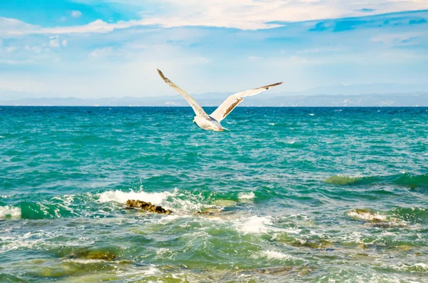 Gaviota en el cielo — Foto de Stock