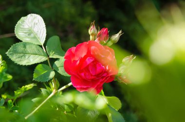 Kırmızı bir gül.