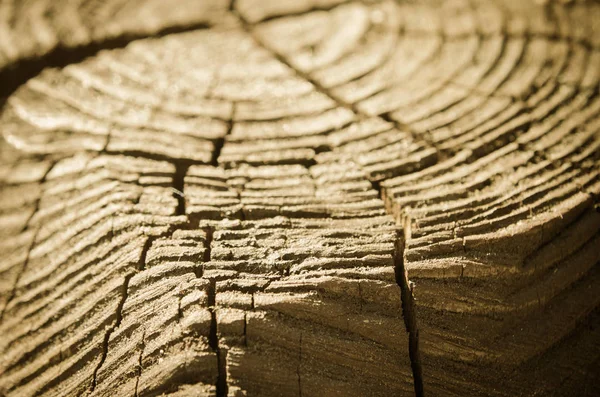 Ένα ξύλινο κούτσουρο — Φωτογραφία Αρχείου