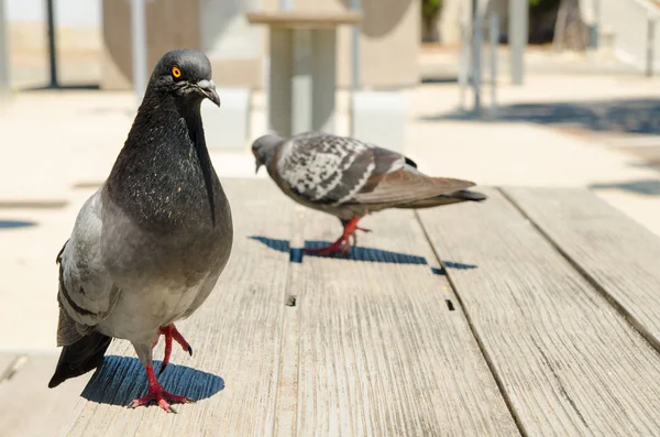 Pigeon on the table — Stock Photo, Image