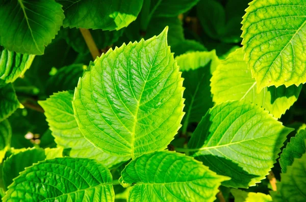 A green leaves — Stock Photo, Image