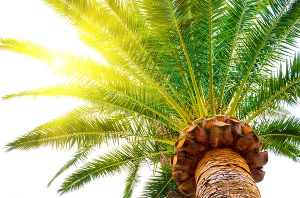 Een palm boom — Stockfoto