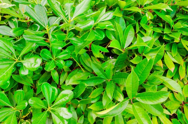 Green Leaves Background — Stock Photo, Image