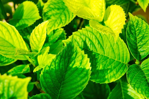 Green Leaves Background — Stock Photo, Image