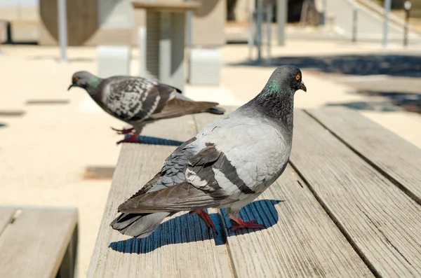 屋外のテーブルの上の鳩 — ストック写真