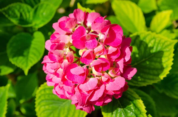 Flor Roja Jardín Verde —  Fotos de Stock