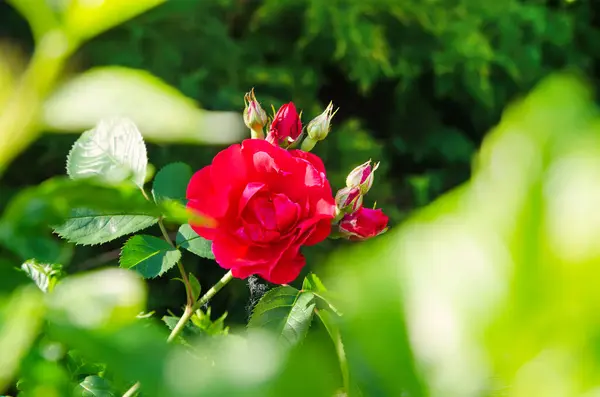 Red Rose Green Garden — Stock Photo, Image