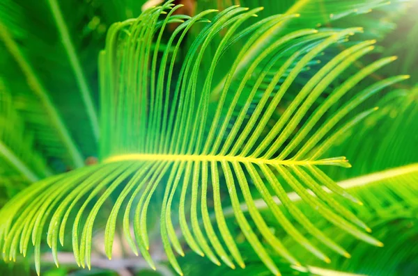 Liście Palmowe Jako Tło — Zdjęcie stockowe