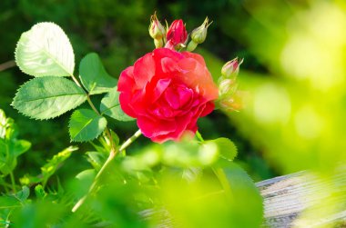 yeşil bahçe içinde kırmızı gül