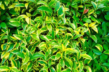 arkaplan olarak yeşil yapraklar