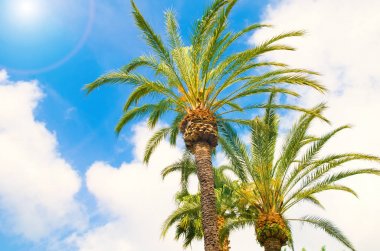 palmiye ağacı güneş yukarı karşı