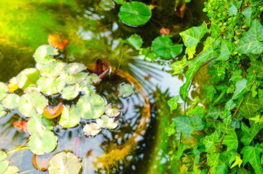 nilüfer yaprağı gölet