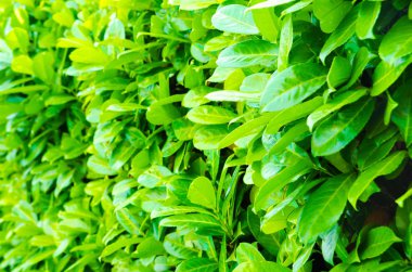 arkaplan olarak yeşil yapraklar