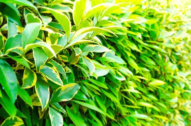 arkaplan olarak yeşil yapraklar