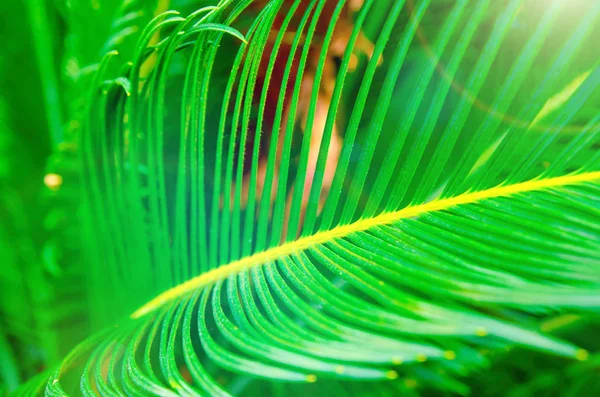 Een palm bladeren — Stockfoto