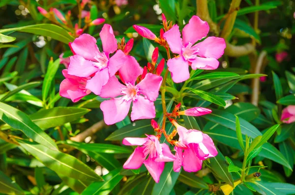 Flores Rojas Jardín Verde —  Fotos de Stock