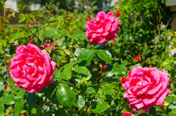 Bush Rosas Jardín — Foto de Stock