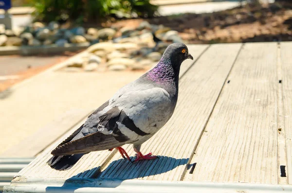 屋外のテーブルの上の鳩 — ストック写真