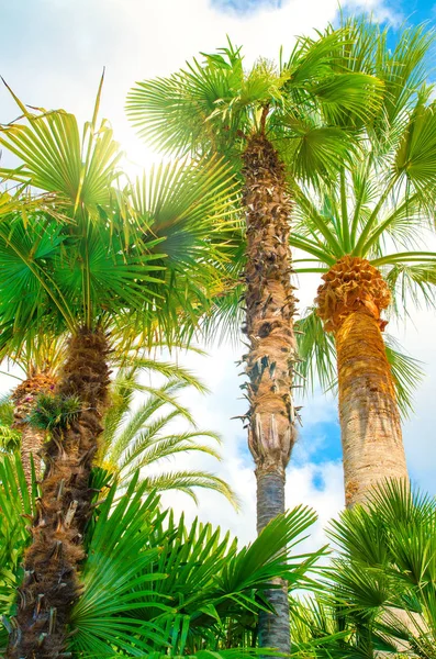 Palmier Contre Soleil Gros Plan — Photo
