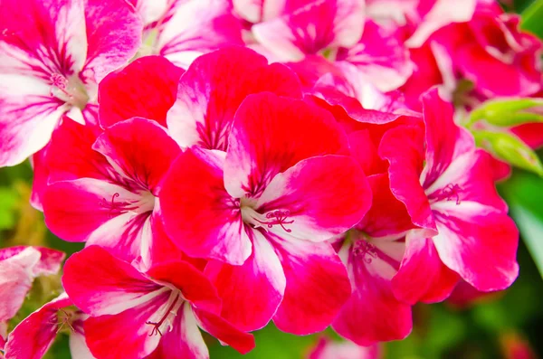 Röda Blommor Grönskande Trädgård — Stockfoto