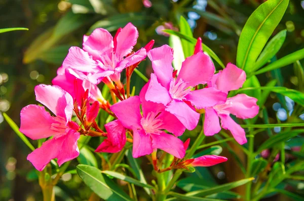 Röda Blommor Grönskande Trädgård — Stockfoto