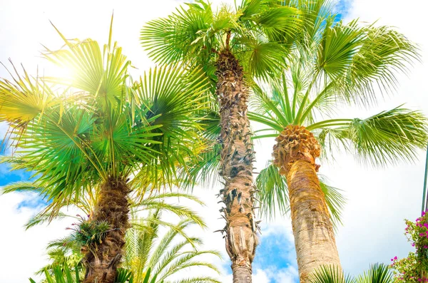 Palm Tree Mot Solen Närbild — Stockfoto