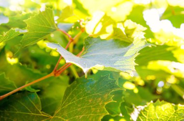 arka plan olarak asma yaprağı