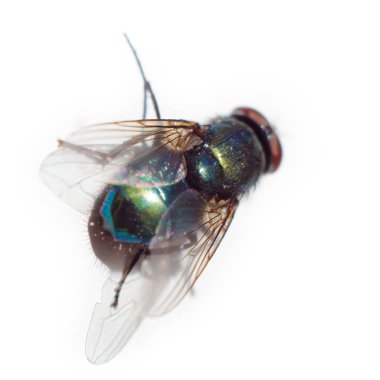 Bir beyaz üzerinde tek başına sinek